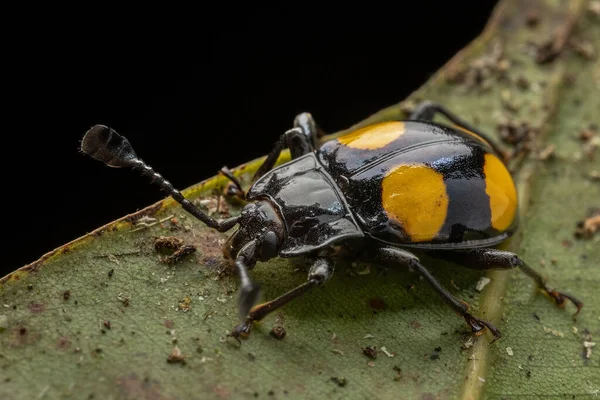Amarillo Manchado Escarabajo Hongo Negro Licencia Verde —  Fotos de Stock
