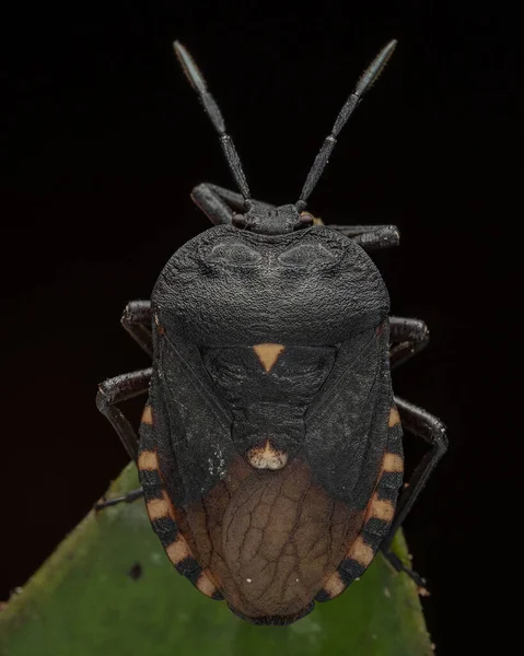 Makró Kép Gyönyörű Pajzs Bug Dinidoridae Zöld Leveleken Álló Rovar — Stock Fotó