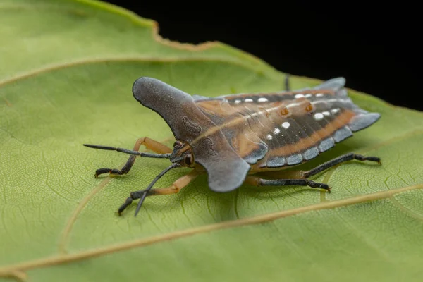 绿叶上美丽地盾虫Tessaratomidae昆虫宏观图像 — 图库照片