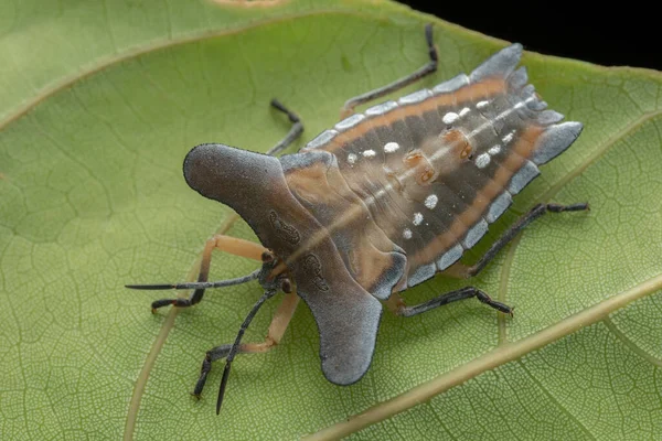 Makro Obraz Krásného Brouka Štítu Tessaratomidae Hmyz Zelených Listech — Stock fotografie