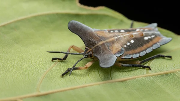 Μακρο Εικόνα Του Όμορφου Εντόμου Tessaratomidae Εντόμων Ασπίδων Πράσινα Φύλλα — Φωτογραφία Αρχείου