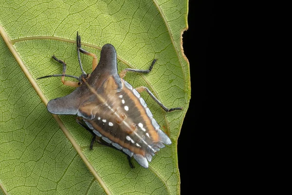 Makro Obraz Pięknej Tarczy Błąd Tessaratomidae Owadów Zielonych Liściach — Zdjęcie stockowe