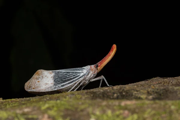 Imagen Macro Del Hermoso Insecto Linterna Pyrops Sultanus — Foto de Stock