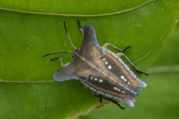 绿叶上美丽地盾虫Tessaratomidae昆虫宏观图像 — 图库照片