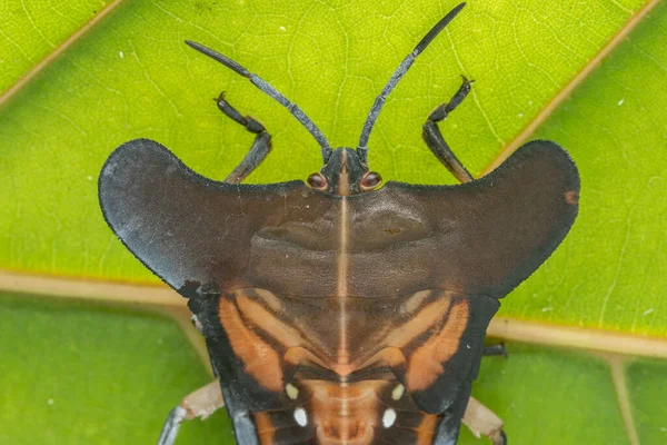 Imagen Macro Del Hermoso Insecto Escudo Tessaratomidae Sobre Hojas Verdes — Foto de Stock