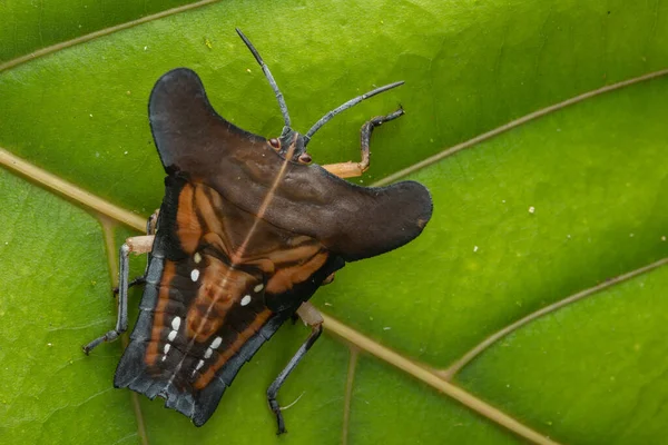 Makro Obraz Krásného Brouka Štítu Tessaratomidae Hmyz Zelených Listech — Stock fotografie