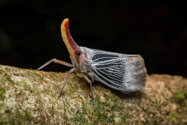Imagen Macro Del Hermoso Insecto Linterna Pyrops Sultanus — Foto de Stock