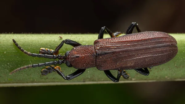 Macro Imagen Hermoso Insecto Click Escarabajo — Foto de Stock