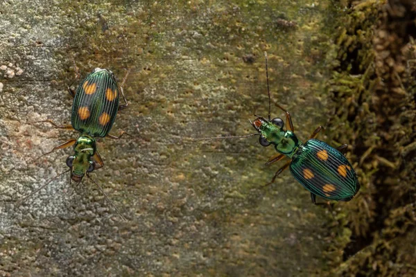 Makro Bild Vackra Tiger Beetle Insekt — Stockfoto