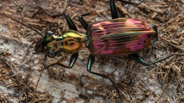 Güzel Metalik Yer Böceği Catascopus Nin Makro Görüntüsü — Stok fotoğraf