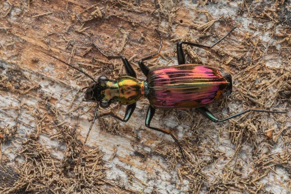 Macro Imagen Hermoso Escarabajo Metalizado Catascopus — Foto de Stock