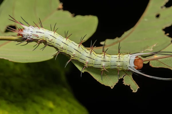 Macro Image Beautiful Caterpillar Sabah Borneo — Stock Photo, Image