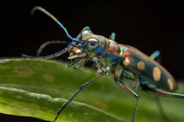 Imagen Macro Del Hermoso Insecto Escarabajo Tigre — Foto de Stock