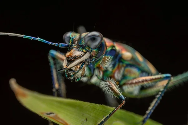 美しいタイガービートル昆虫のマクロイメージ — ストック写真