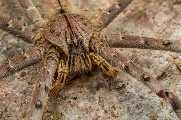 Vista Natureza Hunstman Spider Chão Sabah Bornéu — Fotografia de Stock