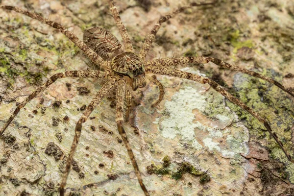Hunstman Spider Yeryüzündeki Doğa Görüntüsü Sabah Borneo — Stok fotoğraf