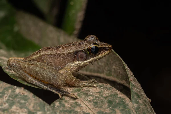 Image Animalière Torrent Frog Meristogenys Phaeomerus Dans Jungle Forêt Tropicale — Photo