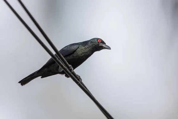 Corbeau Noir Sur Une Branche Arbre — Photo
