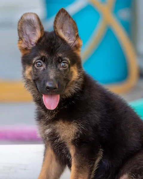 Adorable and cute of German Shepherd Puppy