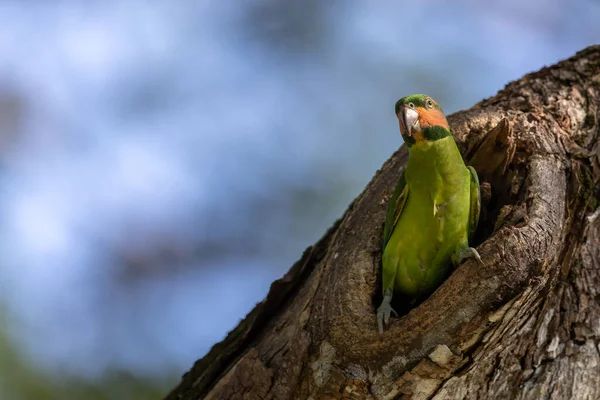 Naturen Vilda Bilden Long Tailed Parakee Nästet Hål — Stockfoto