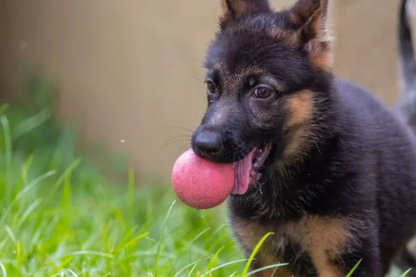 庭でボールをする愛らしいかわいい遊び心のあるドイツの羊飼い子犬 — ストック写真