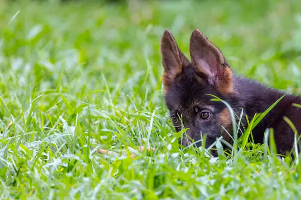 Bedårande Och Söt Lekfull Tyska Shepherd Puppy Ligger Grönt Gräs — Stockfoto