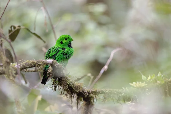Natura Dzika Przyroda Obraz Whitehead Broadbill Ptaków Endemiczne Borneo — Zdjęcie stockowe