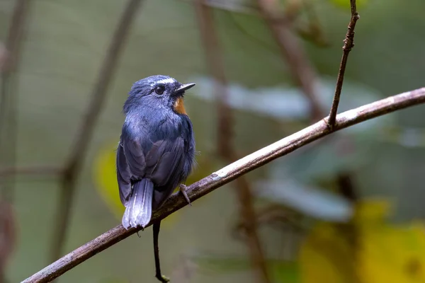 Natur Wildtiere Vogelarten Von Schneeflockenschnäpper Barsch Auf Zweig Der Borneo — Stockfoto