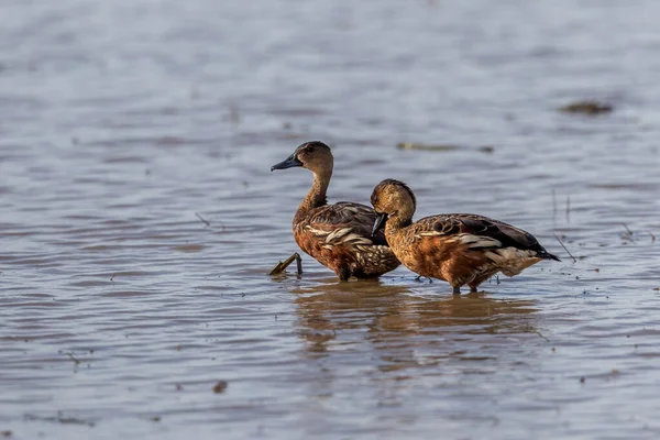 Nature Wildlife Wildlife Whistling Ducks Chilling — Foto Stock