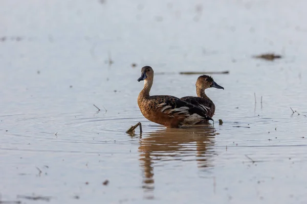 Nature Wildlife Wildlife Whistling Ducks Chilling — Foto Stock