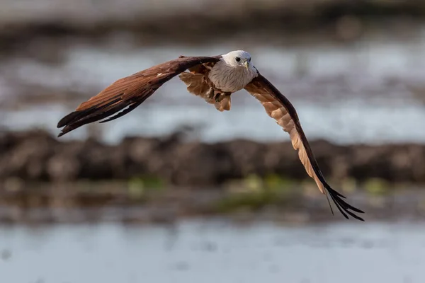 Brahminy Kite Eagle Flying Looking Prey — Photo