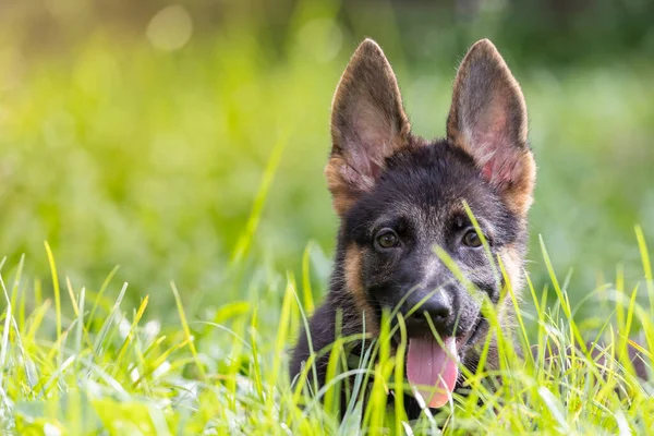 Αξιολάτρευτο Και Χαριτωμένο Παιχνιδιάρικο German Shepherd Puppy Βρίσκεται Στο Πράσινο — Φωτογραφία Αρχείου