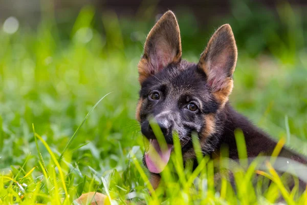 Adorable Cute Playful German Shepherd Puppy Lying Green Grass Garden — Stock Photo, Image