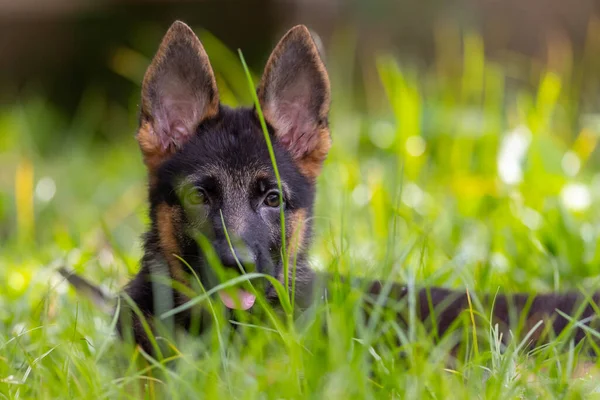 Αξιολάτρευτο Και Χαριτωμένο Παιχνιδιάρικο German Shepherd Puppy Βρίσκεται Στο Πράσινο — Φωτογραφία Αρχείου