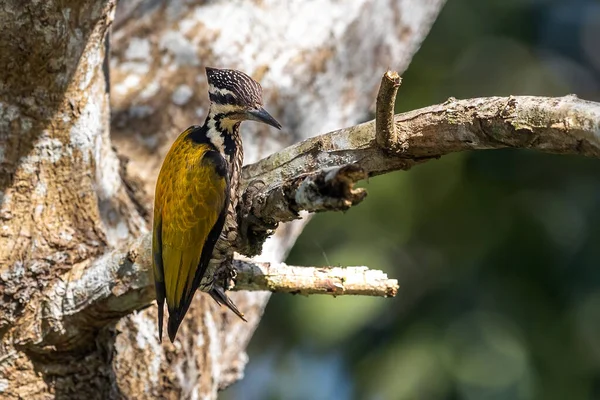 Nature Wildlife Common Flameback Woodpecker Drilling Bark Tree Finding Food — Fotografia de Stock