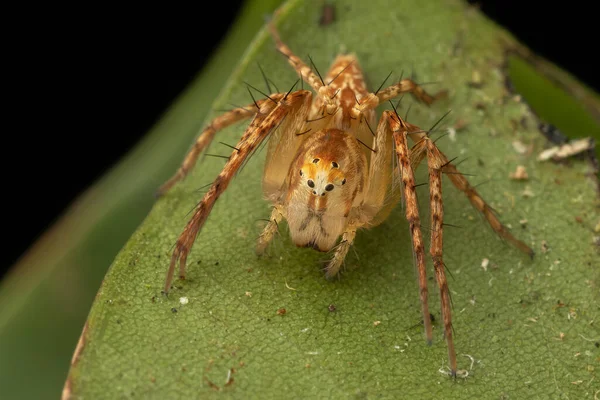 Крайняя Деталь Макроизображения Oxyopes Spider Сабаха Борнео — стоковое фото
