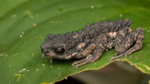 Naturaleza Fauna Imagen Spiny Slender Toad Ansonia Spinulifer —  Fotos de Stock