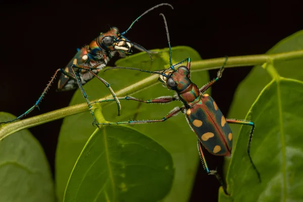 Imagen Macro Del Hermoso Insecto Escarabajo Tigre — Foto de Stock