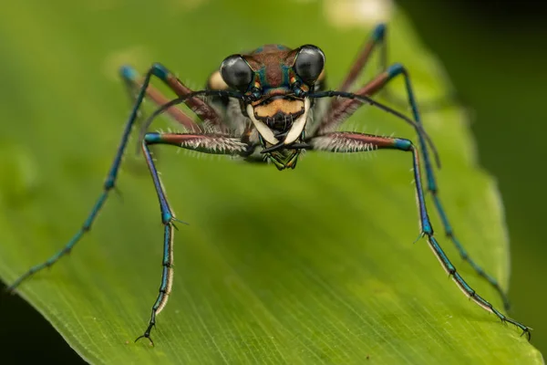 Macro image of beautiful Tiger Beetle insect