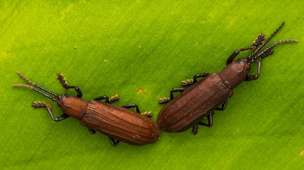 Удивительное Макроизображение Насекомого Hispine Beetle Зеленом Листе — стоковое фото