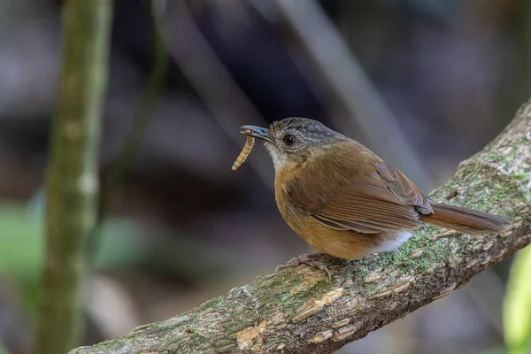 Natury Dzikiej Przyrody Obraz Ptaka Temminck Babbler Głębokiej Dżungli Deszczowej — Zdjęcie stockowe