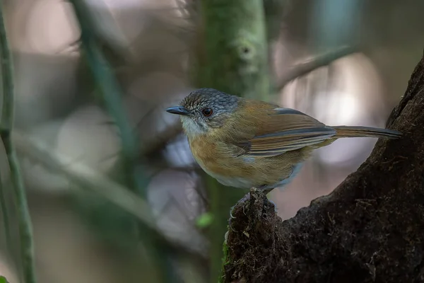 Natureza Imagem Vida Selvagem Pássaro Babbler Temminck Selva Floresta Tropical — Fotografia de Stock