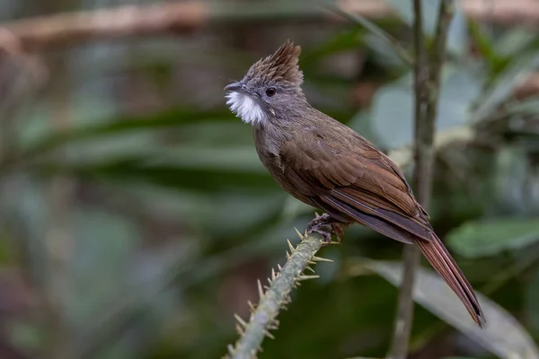 Nature Image Faune Penan Bulbul Oiseau Sur Jungle Profonde Forêt — Photo