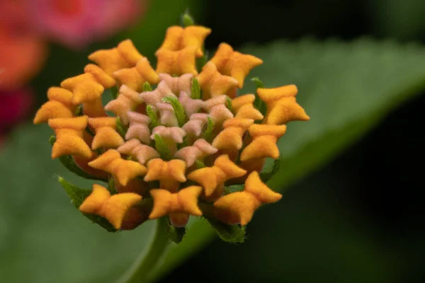 Μακροεντολή Εικόνα Ακραίας Λεπτομέρειας Του Δυτικού Ινδικού Λουλουδιού Lantana — Φωτογραφία Αρχείου