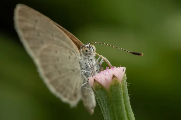 Macro Image Skipper Moth Perching Flower — Stock Photo, Image