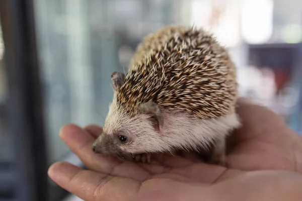 Person hand with Pygmy Hedgehog in hands