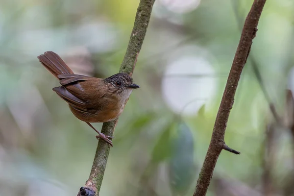Natury Dzikiej Przyrody Obraz Ptaka Temminck Babbler Głębokiej Dżungli Deszczowej — Zdjęcie stockowe