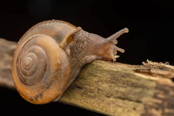 婆罗洲棕色蜗牛的特写 — 图库照片