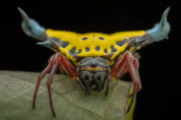 Detailní Záběr Krásné Spiny Koule Tkalcovské Pavouk Zelené Listy — Stock fotografie