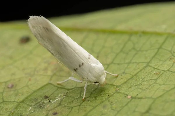 Красива Біла Метелик Зеленому Листі — стокове фото